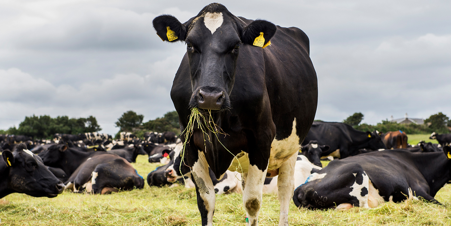 Cow eating among a herd