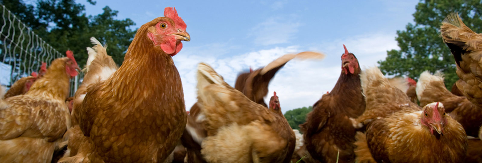 Poultry on a farm
