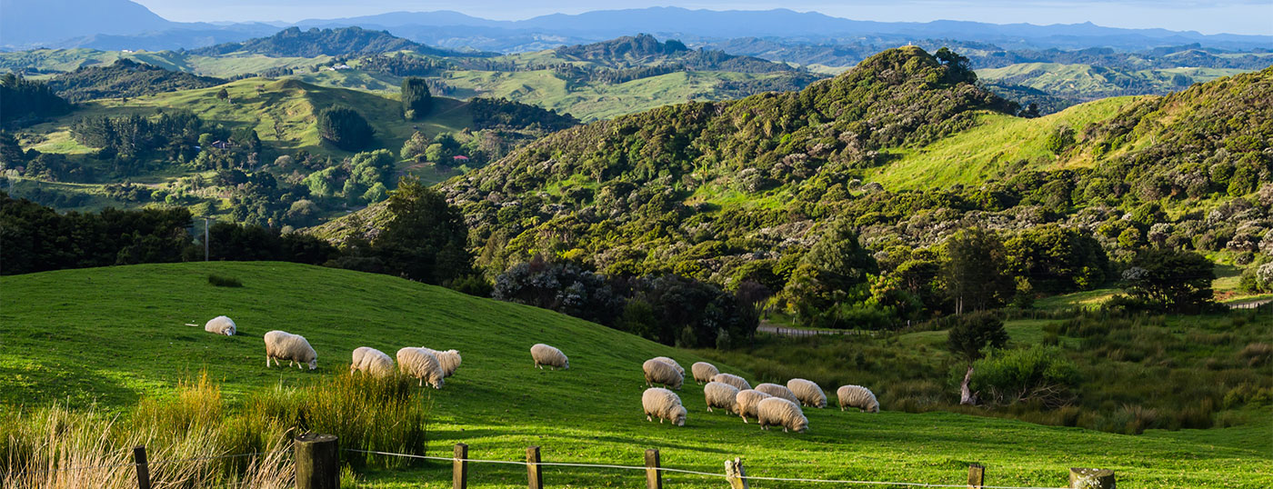 Hill farming landscape